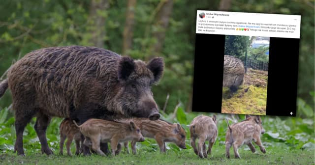 Co robić, gdy dziki na osiedlu stają się zagrożeniem? Co robić, gdy dziki na osiedlu stają się zagrożeniem?